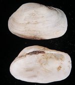 Petricola carditoides